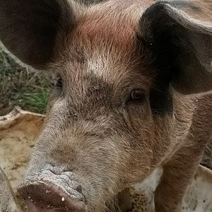 Meet your Posher, Holly